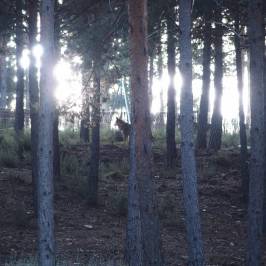 Centro del Lobo Ibérico