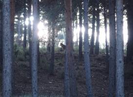 Centro del Lobo Ibérico