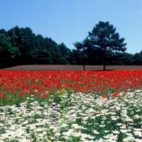 Kiyosato Flower Park