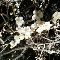 Mito Ume Blossom Matsuri