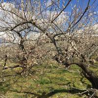 Odawara Ume blossom Matsuri