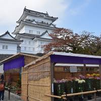 Odawara Castle Chrysanthemum Exhibition