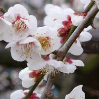 Atami Baien Ume Blossom Festival
