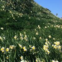 Tsumekizaki Narcissus Festival