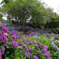 Hydrangea Festival