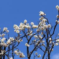 Setagaya Ume Blossom Matsuri