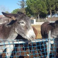 Burrolandia
