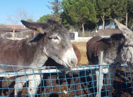 Burrolandia