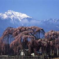 Large Cherry Blossom Tree of Shinden