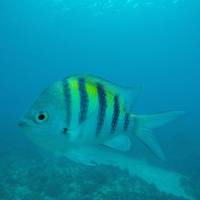 Neptuno Dive Center
