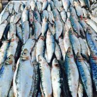 Main Fish Market