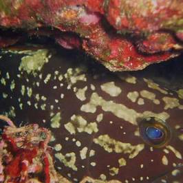 Centro de Buceo Agua Amarga