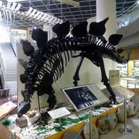 Tohoku University of Natural History