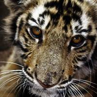 JNB Wildlife Education