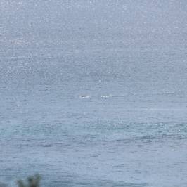 Cape Naturaliste Walking Trails