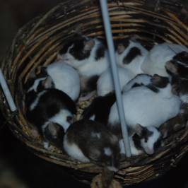 Mice City