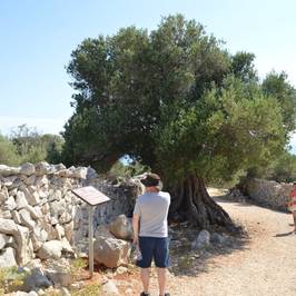 Pag tours