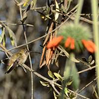 Hummingbird Sanctuary