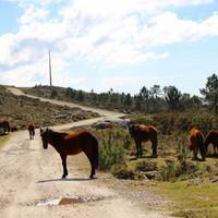 Caminha 4x4