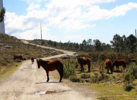 Caminha 4x4
