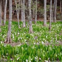 Banyu Shinden Water Plantain Colony
