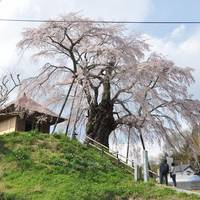 Ageishi Fudo Cherry Blossoms