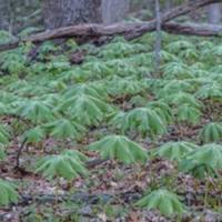 California Woods Nature Preserve
