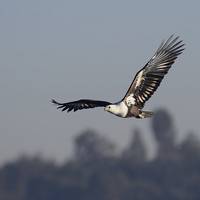 Marievale Bird Sanctuary