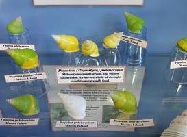 Shell World Yeppoon