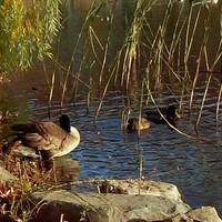 Alley Pond Park