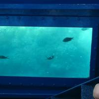 Aquavision Glassboat Katamaran