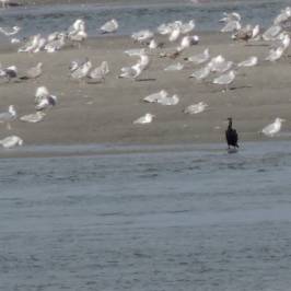 Parc nature Baie de Canche