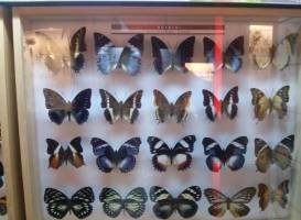 Butterfly Museum