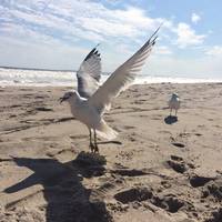 Riis Beach