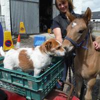 Highland Horse Fun