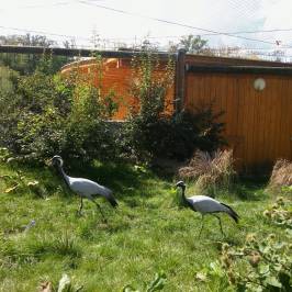ZOO Hluboká nad Vltavou