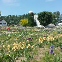 The Iris Farm