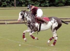 Stewarton Polo Club
