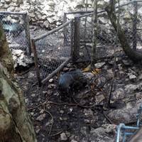 Akumal Monkey Sanctuary and Rescued Animals