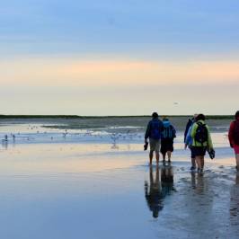 Amandine Guide Nature en Somme
