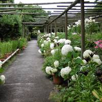 Hakozakigu Flower Garden