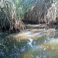 Bentota River