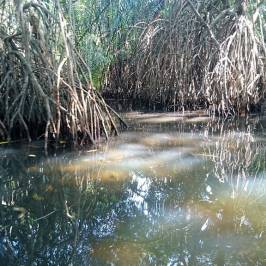 Bentota River