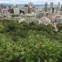 Chalet Du Mont Royal