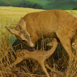 Musée faune lorraine