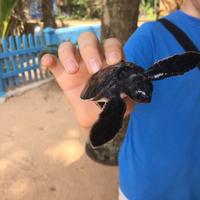 Induruwa Sea Turtle Conservation Project & Sea Turtle Information Center