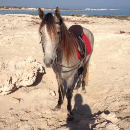 Ranch Yassmina Djerba La Douce