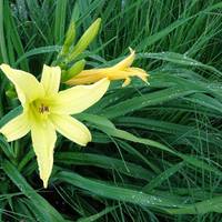 Bloemenspiraal Jan Evertsenplaats uit 2013
