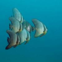 Dive Bluemotion