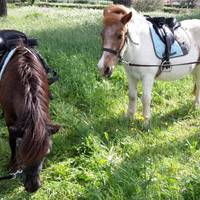 L'Ile aux poneys